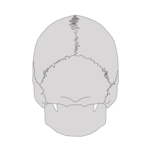 Alignement atlas-axis. Les condyles occipitaux reposent sur les surfaces articulaires de l'atlas. La colonne est dans son potentiel de mobilité.