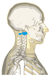 Profil et positionnement de l'atlas en première position des vertèbres cervicales, C1, pièce maîtresse de l'alignement de la colonne vertébrale.